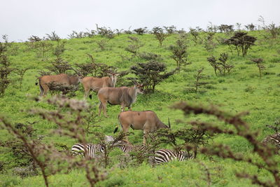 Horses in a field