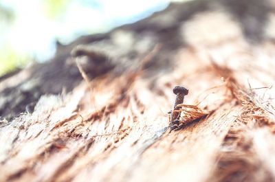 Close-up of insect on wood