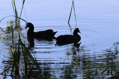 Silhouette ducks in lake