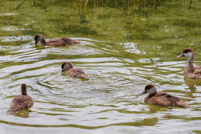 Ducks swimming in lake