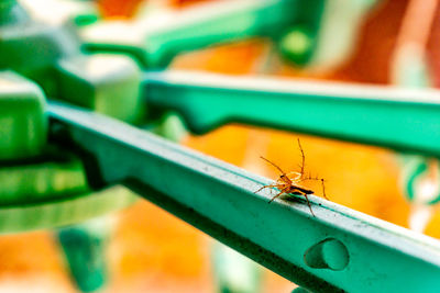 High angle view of ant on leaf