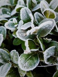 Close-up of snow on plant during winter