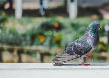 One dove walks gracefully with its legs raised.