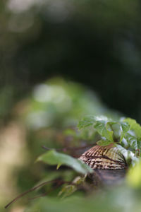 Close-up of insect on leaf