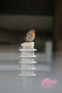 View of robin perched on lamp post