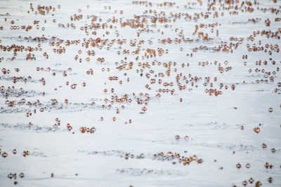 High angle view of people on beach