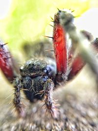 Close-up of insect on leaf