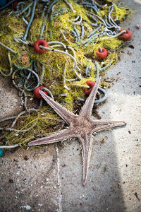 High angle view of starfish on beach