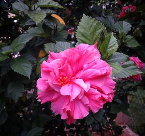 Close-up of pink rose