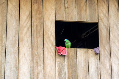 Green parrot perching at window of wooden shack