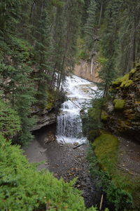 River flowing through forest