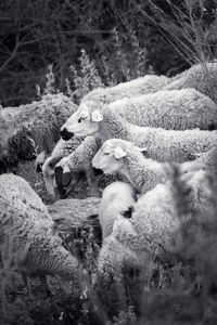 Close-up of sheep on ground