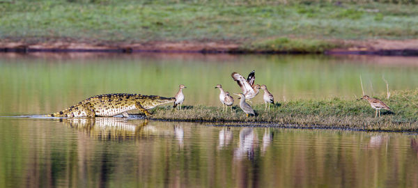 Crocodile walking towards birds on lakeshore