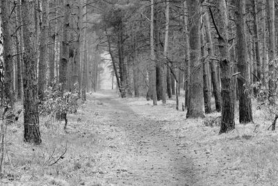 Panoramic view of trees in forest