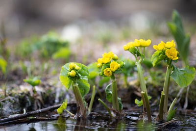 Close-up of yellow flowering plant