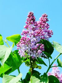 Low angle view of pink flowers against clear sky
