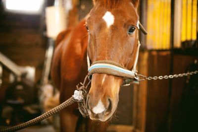 Close-up portrait of horse in stable