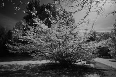 Trees growing at night