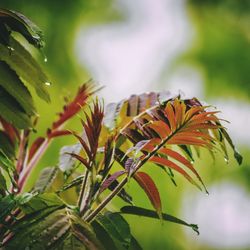 Close-up of butterfly on plant