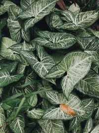 Full frame shot of leaves