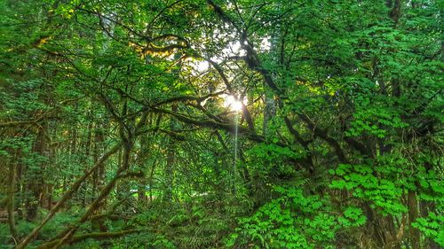 Sun shining through trees in forest