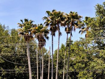 Low angle view of coconut palm trees against sky