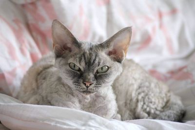 Devon rex cat resting in bed 