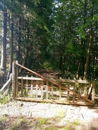 View of trees in forest