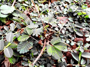 High angle view of plants growing on field