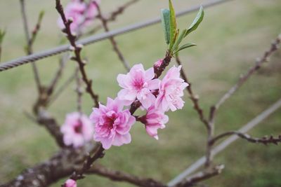 Close-up of pink cherry blossom