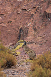 View of lizard on rock