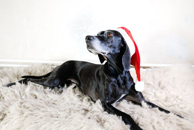 Black dog wearing santa hat while looking away on rug at home