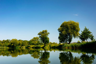 Reflection of trees in lake against clear blue sky