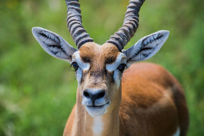 Portrait of giraffe