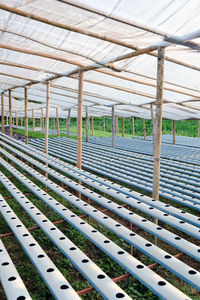 Panoramic view of greenhouse