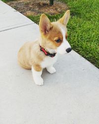 High angle view of dog sitting outdoors