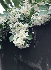 Close-up of white hydrangea flowers