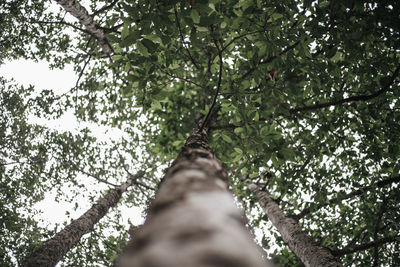 Low angle view of trees against sky