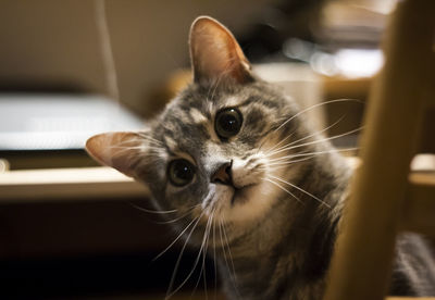 Close-up portrait of cat