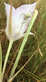 Close-up of wet white flower