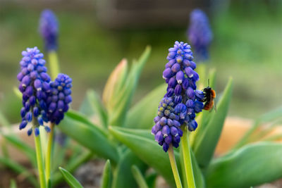 Close-up of purple flowering plants