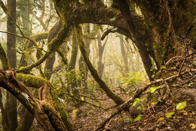 Trees in forest