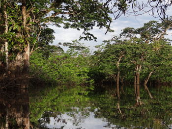 Scenic view of lake amidst trees in forest against sky