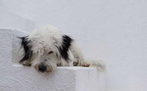 Portrait of dog lying down