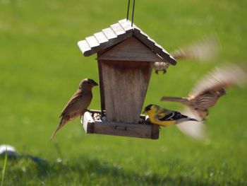 Bird flying around feeder