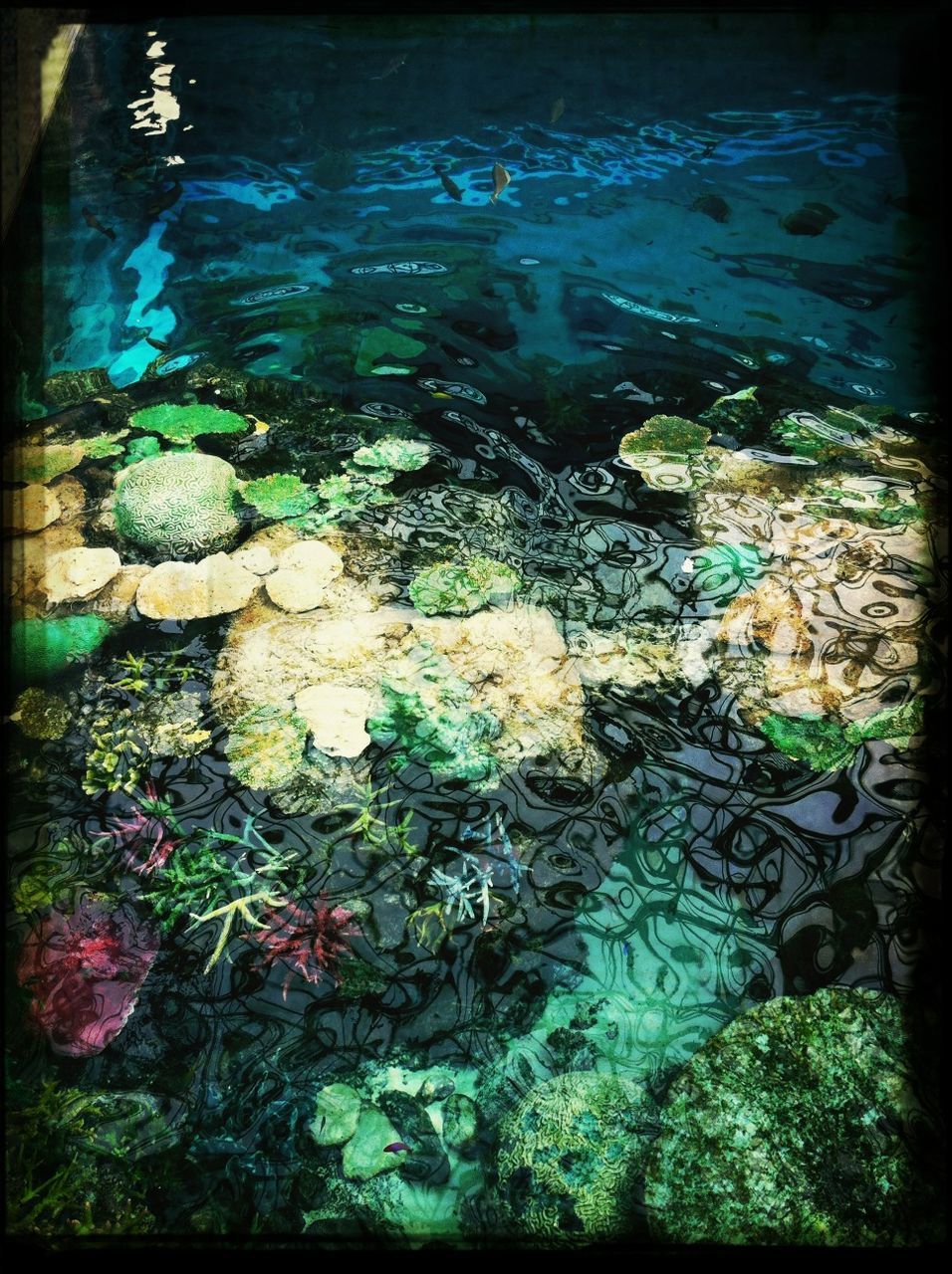 transfer print, water, auto post production filter, high angle view, nature, pond, underwater, reflection, rock - object, blue, beauty in nature, outdoors, no people, tranquility, plant, day, swimming, close-up, floating on water, lake