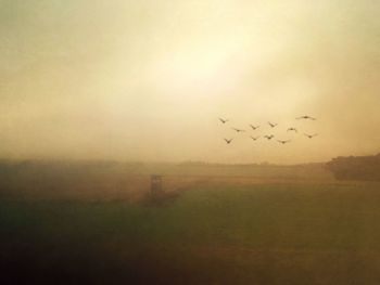 Flock of birds flying over field against sky during foggy weather