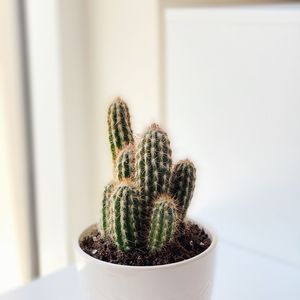 Close-up of succulent plant