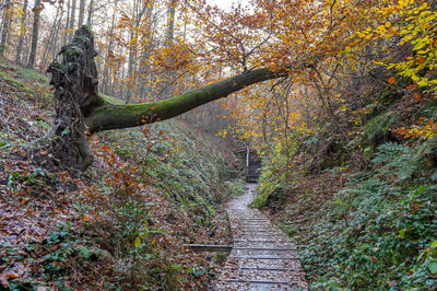 Footpath amidst trees in forest during autumn