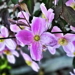 Close-up of pink flowers blooming on tree